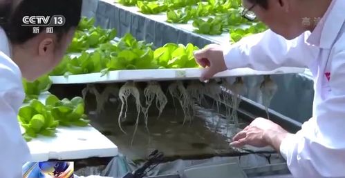 科技賦能“菜籃子” 看蔬菜大棚如何變身“綠色車間”，直達新鮮零售